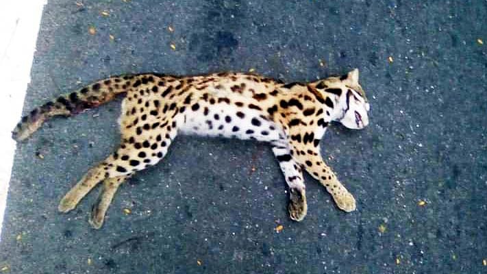 ছবি: প্রথম আলো