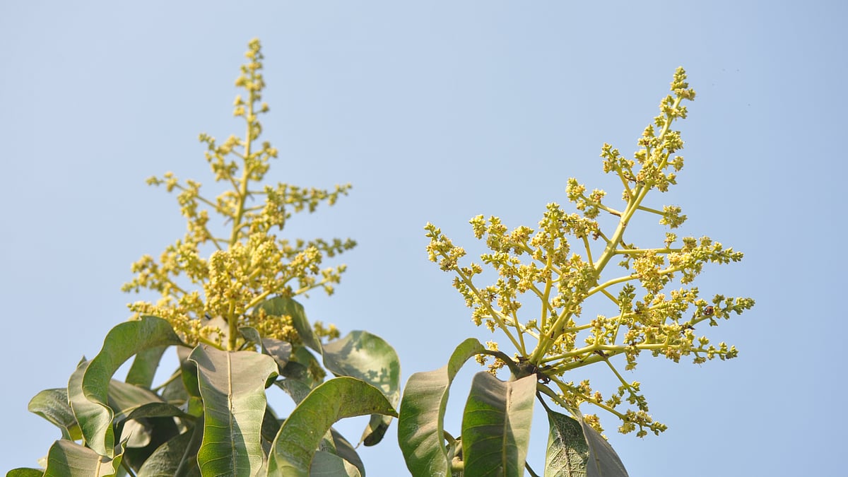 ছবি: প্রথম আলো