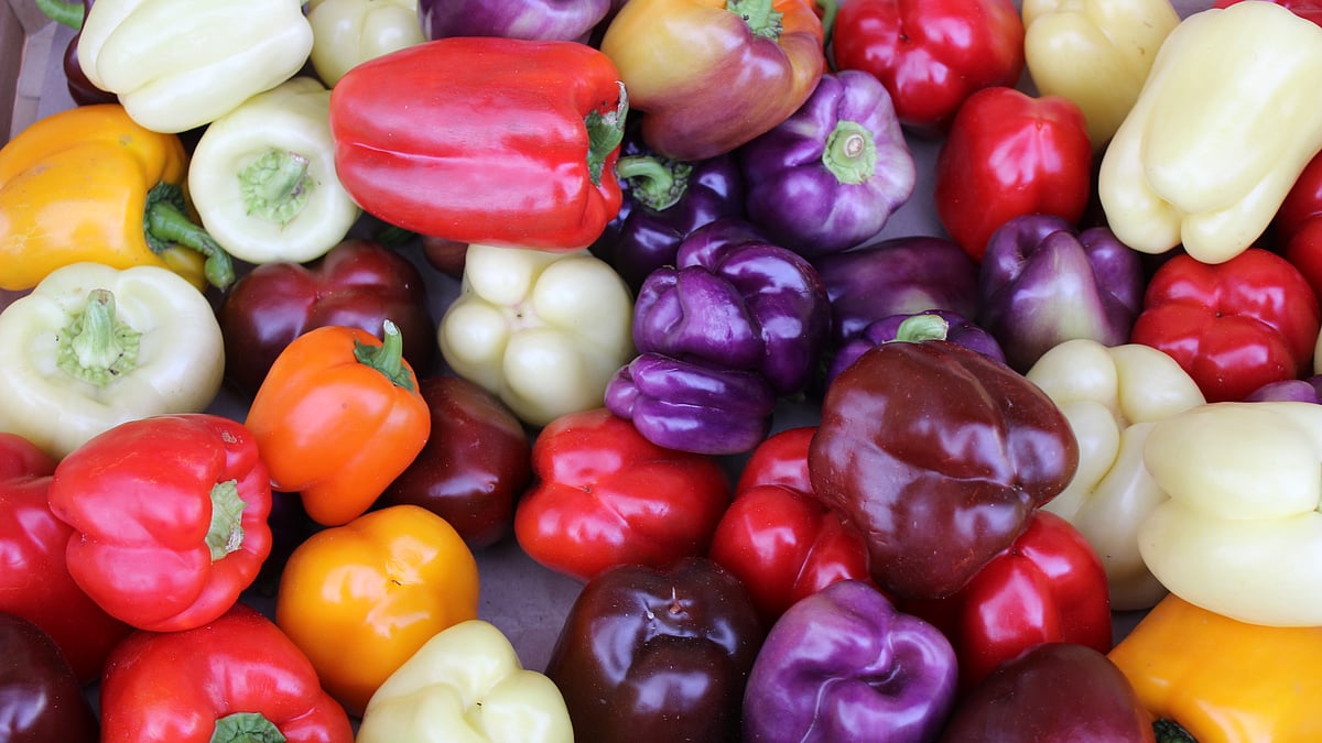 ছবি: উইকিপিডিয়া