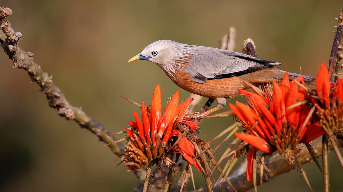 ছবি: মোছাব্বের হোসেন