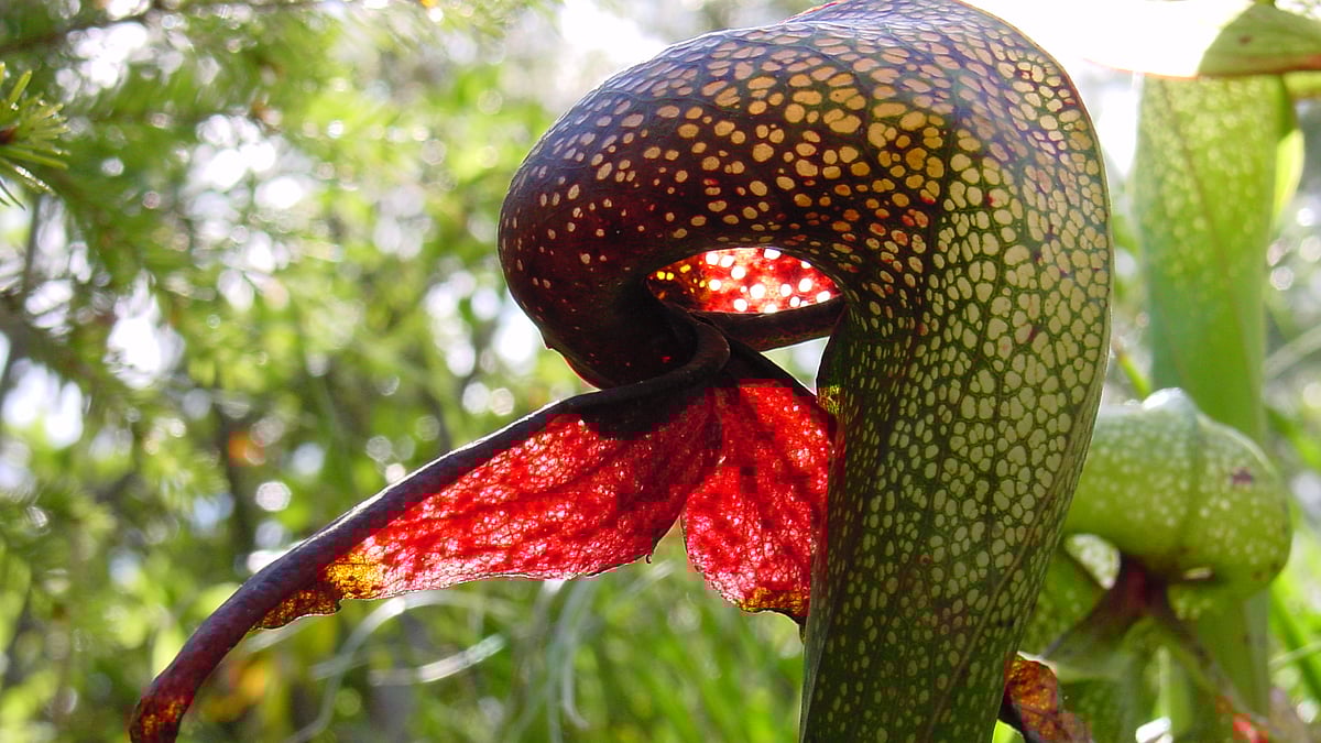 ছবি: উইকিপিডিয়া