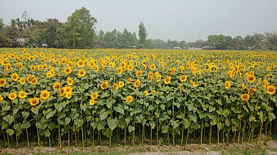 ছবি: প্রথম আলো