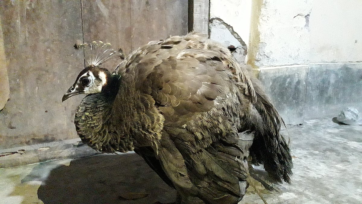 প্রথম আলো