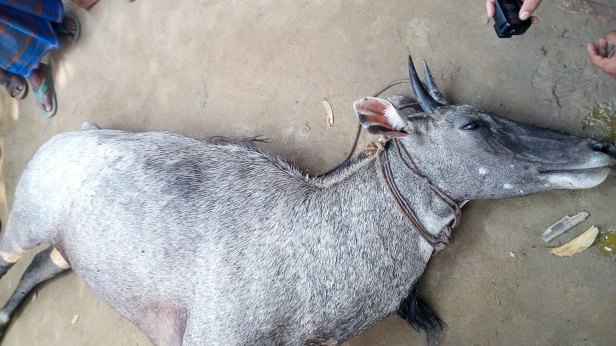 সংগৃহীত