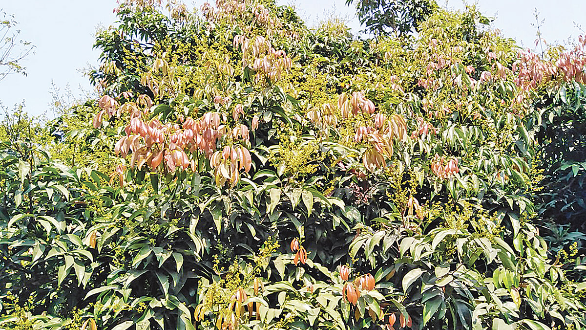  ছবি : প্রথম আলো
