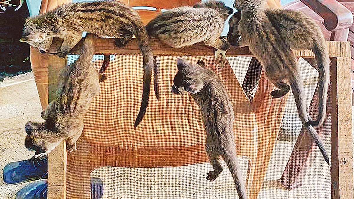 ছবি: প্রথম আলো