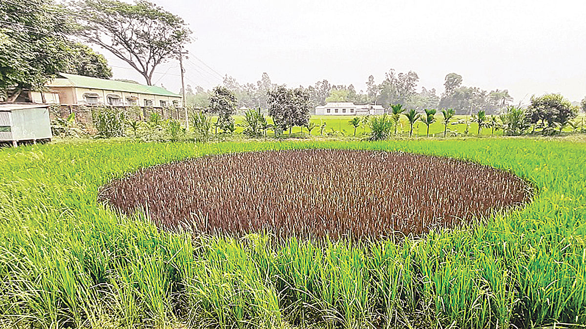 ছবি: প্রথম আলো