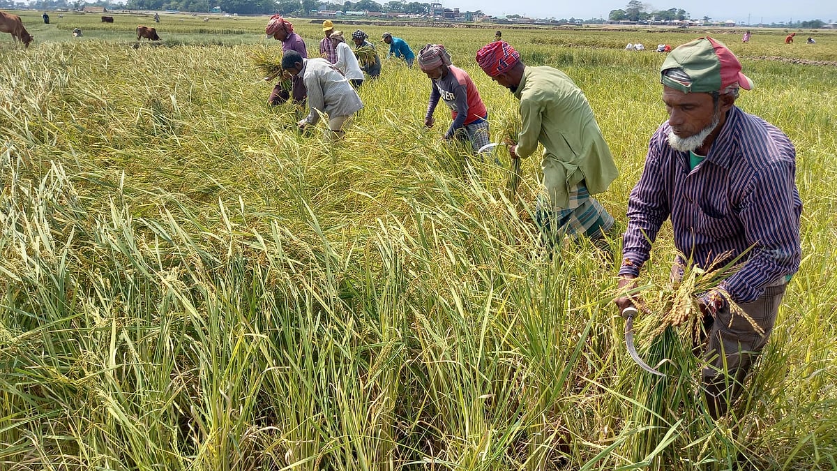 ফাইল ছবি: প্রথম আলো