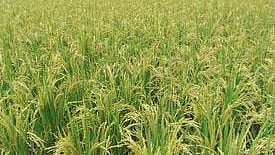 ছবি: প্রথম আলো 