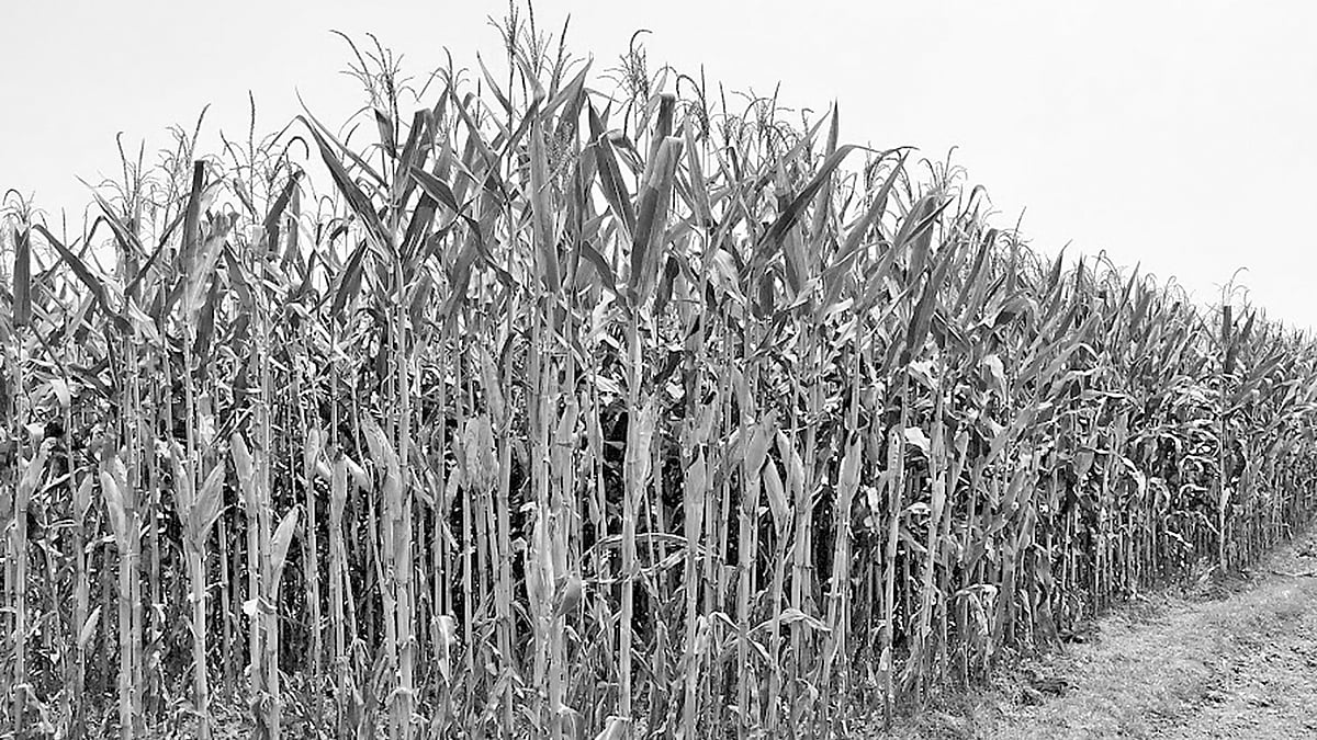 ছবি: প্রথম আলো  