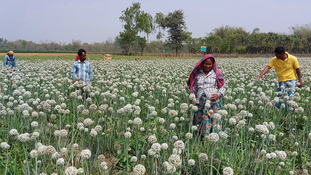 ছবি: প্রথম আলো