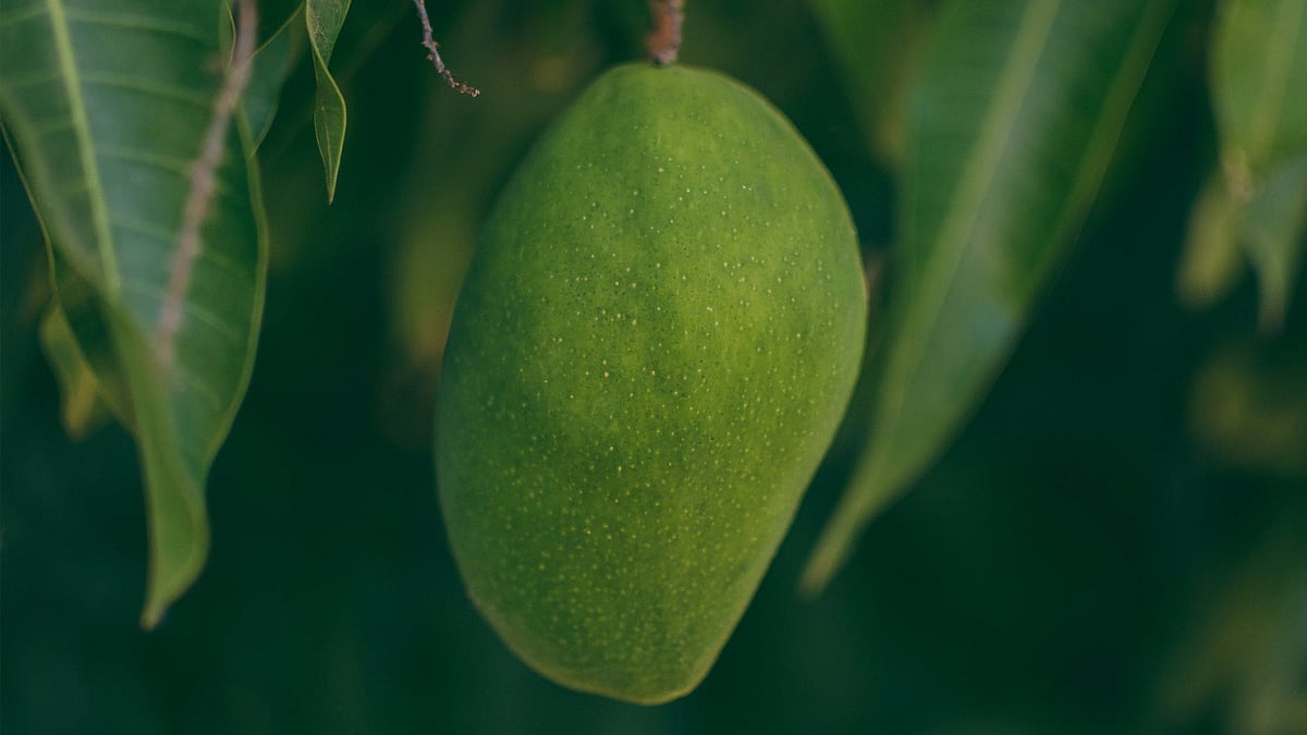 পেক্সেলস