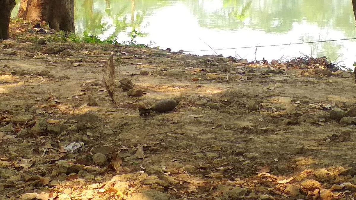 ছবি: সংগৃহীত