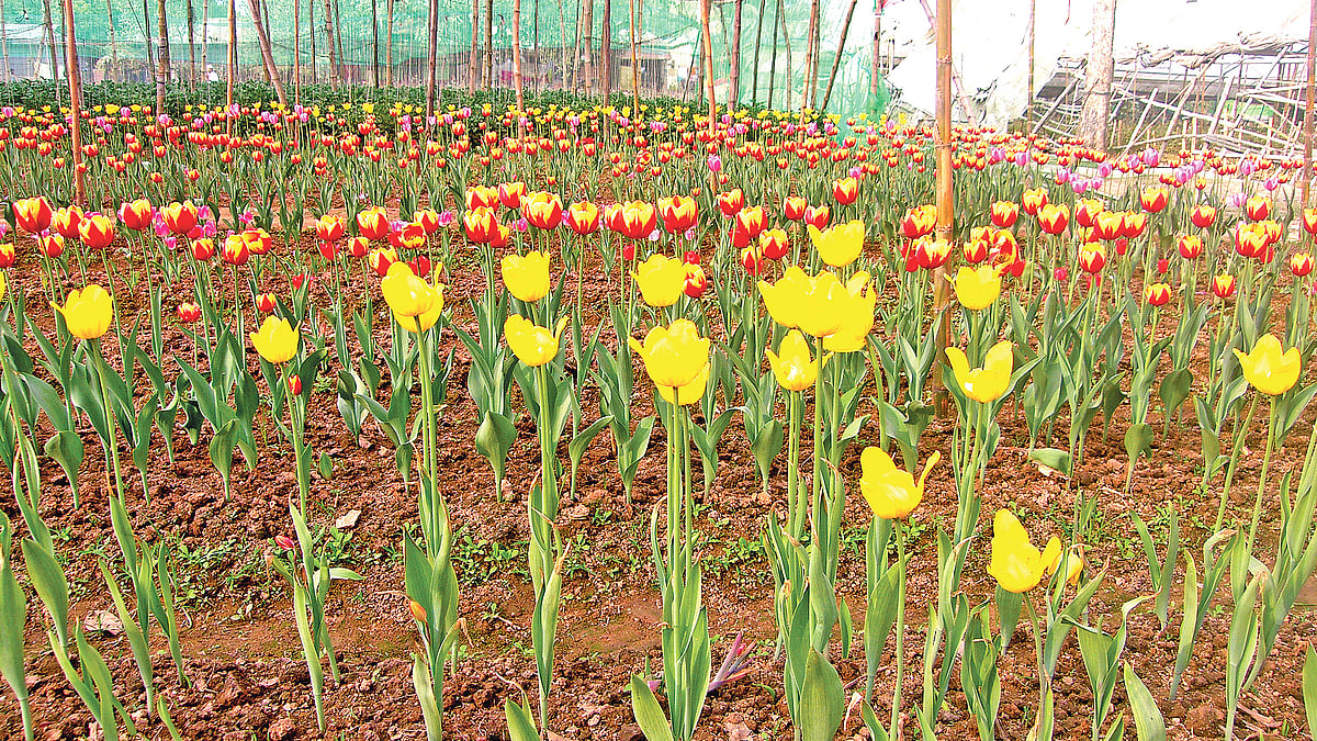   ছবি: লেখক