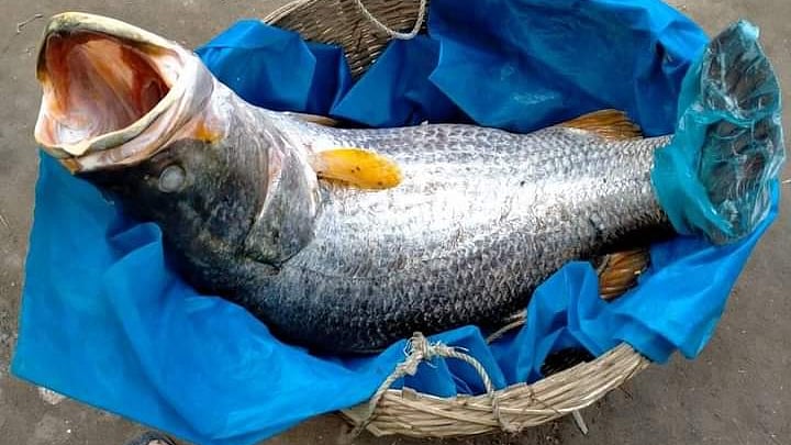 ছবি: প্রথম আলো