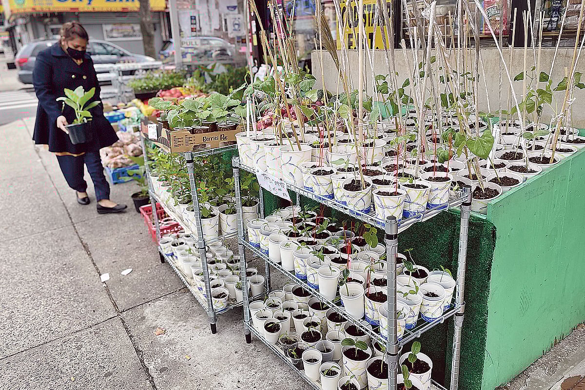 গ্রোসারিতে নিজের পছন্দমতো চারা খুঁজে নিচ্ছেন ক্রেতা