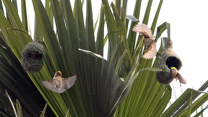 প্রথম আলোর ফাইল ছবি