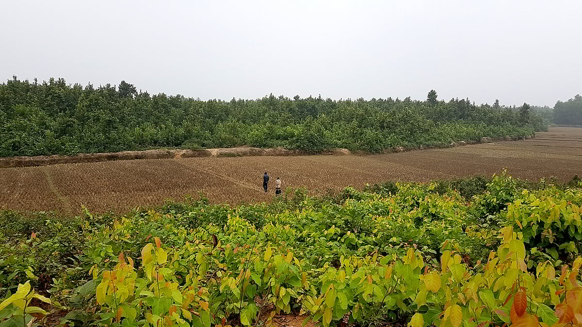 শালগাছগুলো একেবারেই নবীন