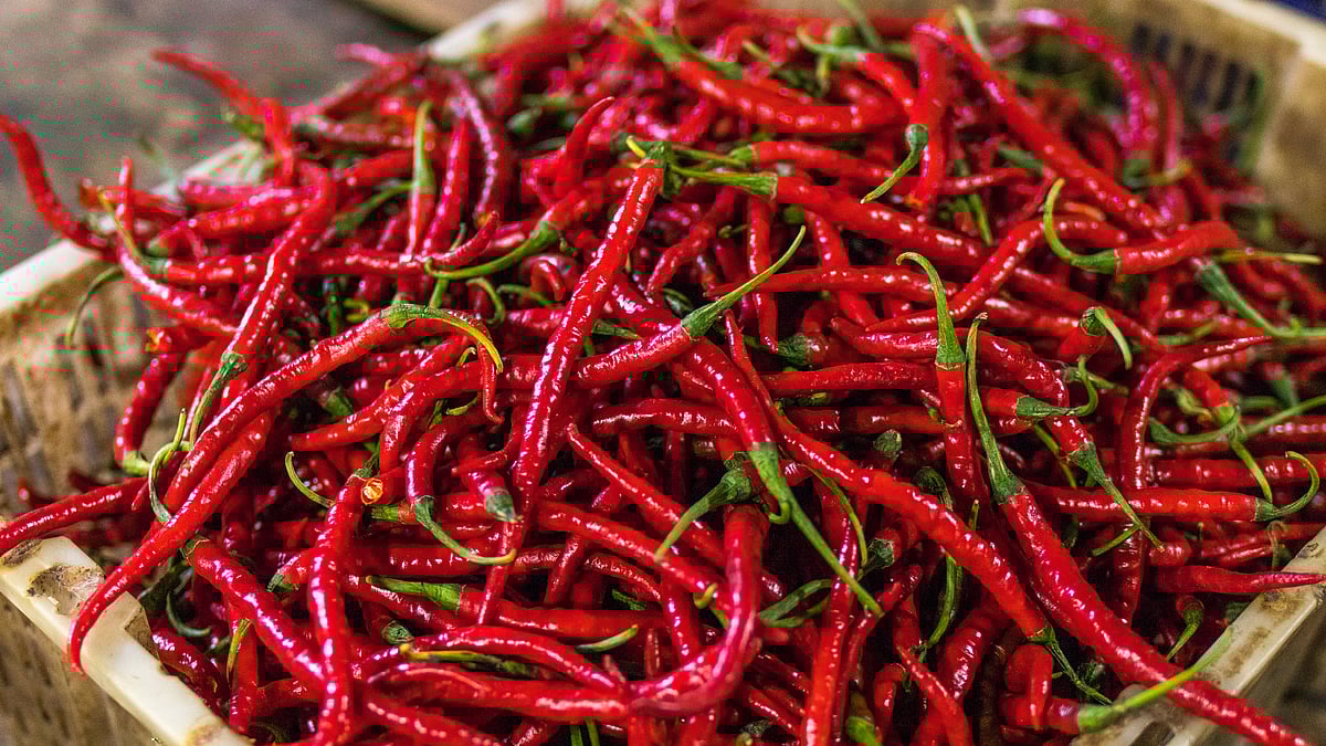 ছবি: আর্টেম বেলাইকিন, পেকজেলস ডট কম