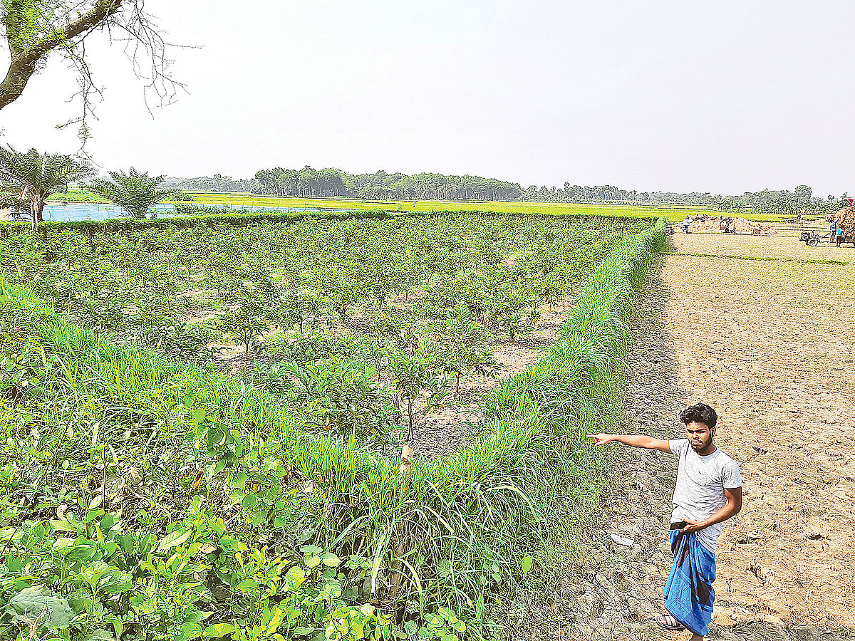  প্রথম আলো
