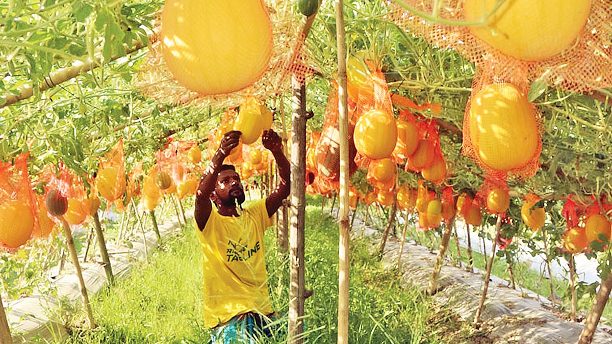 ছবি: প্রথম আলো 