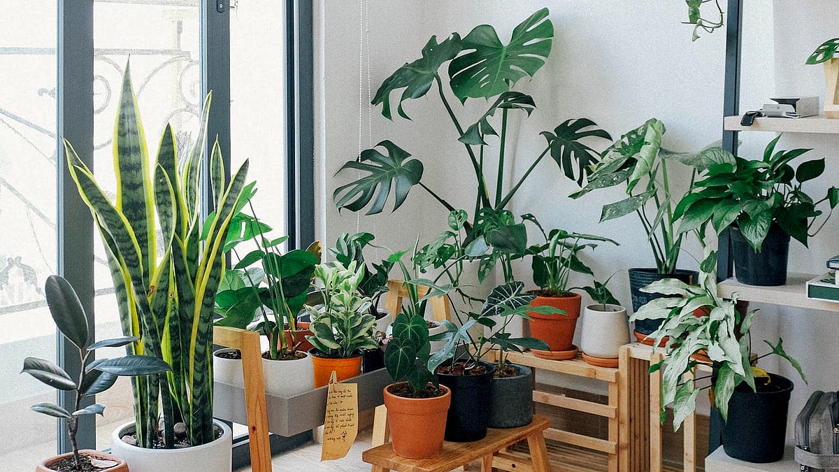 পেক্সেলস