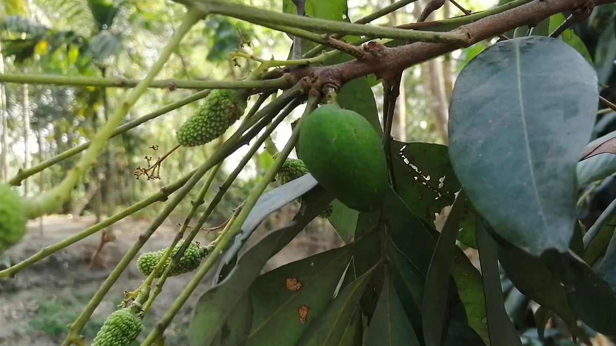 প্রথম আলো