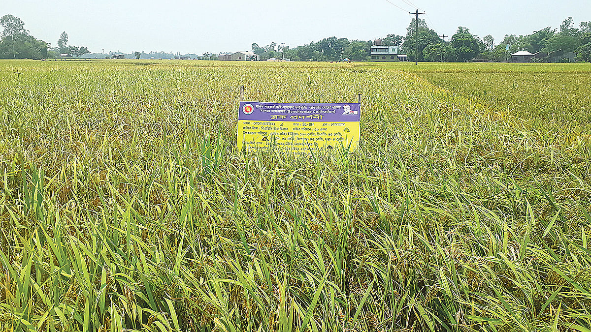 প্রথম আলো ফাইল ছবি