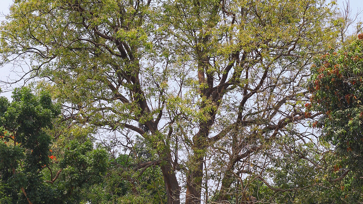 ছবি: লেখক