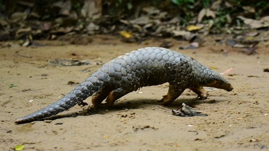 ছবি: প্রথম আলো