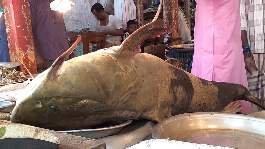 কুশিয়ারা নদীতে ধরা পড়া প্রায় ১৫০ কেজি ওজনের বাঘাইড়