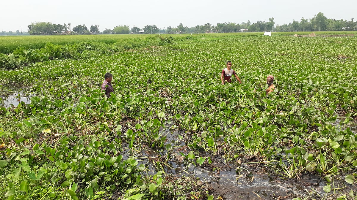 ছবি: প্রথম আলো