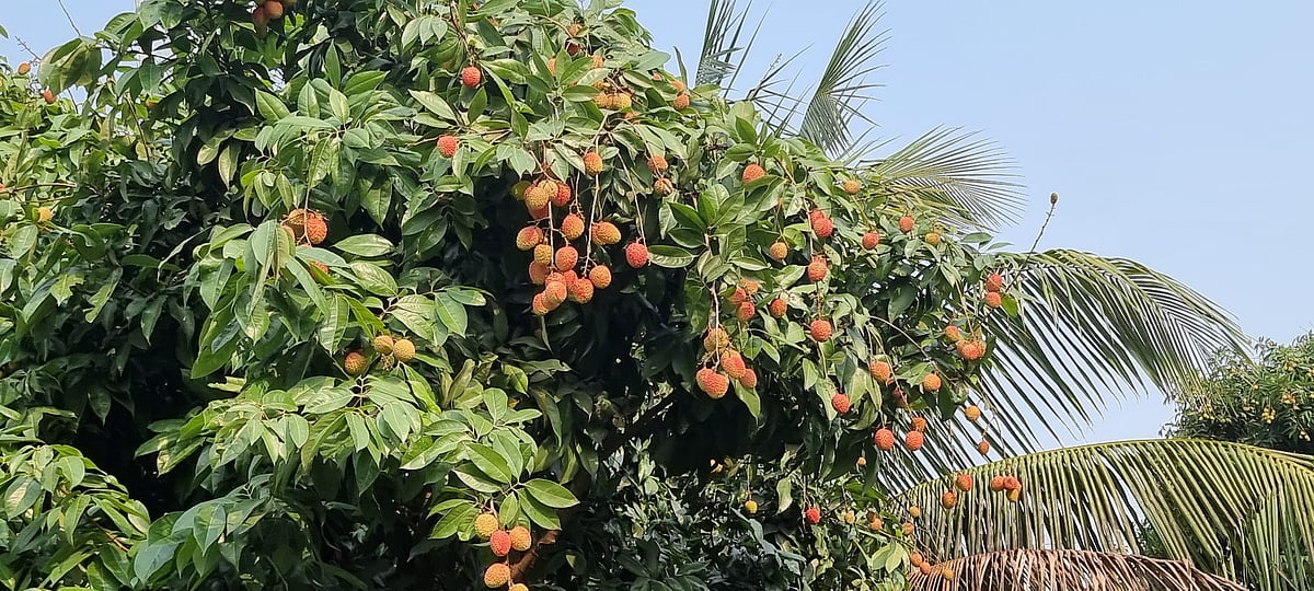 ছবি: প্রথম আলো