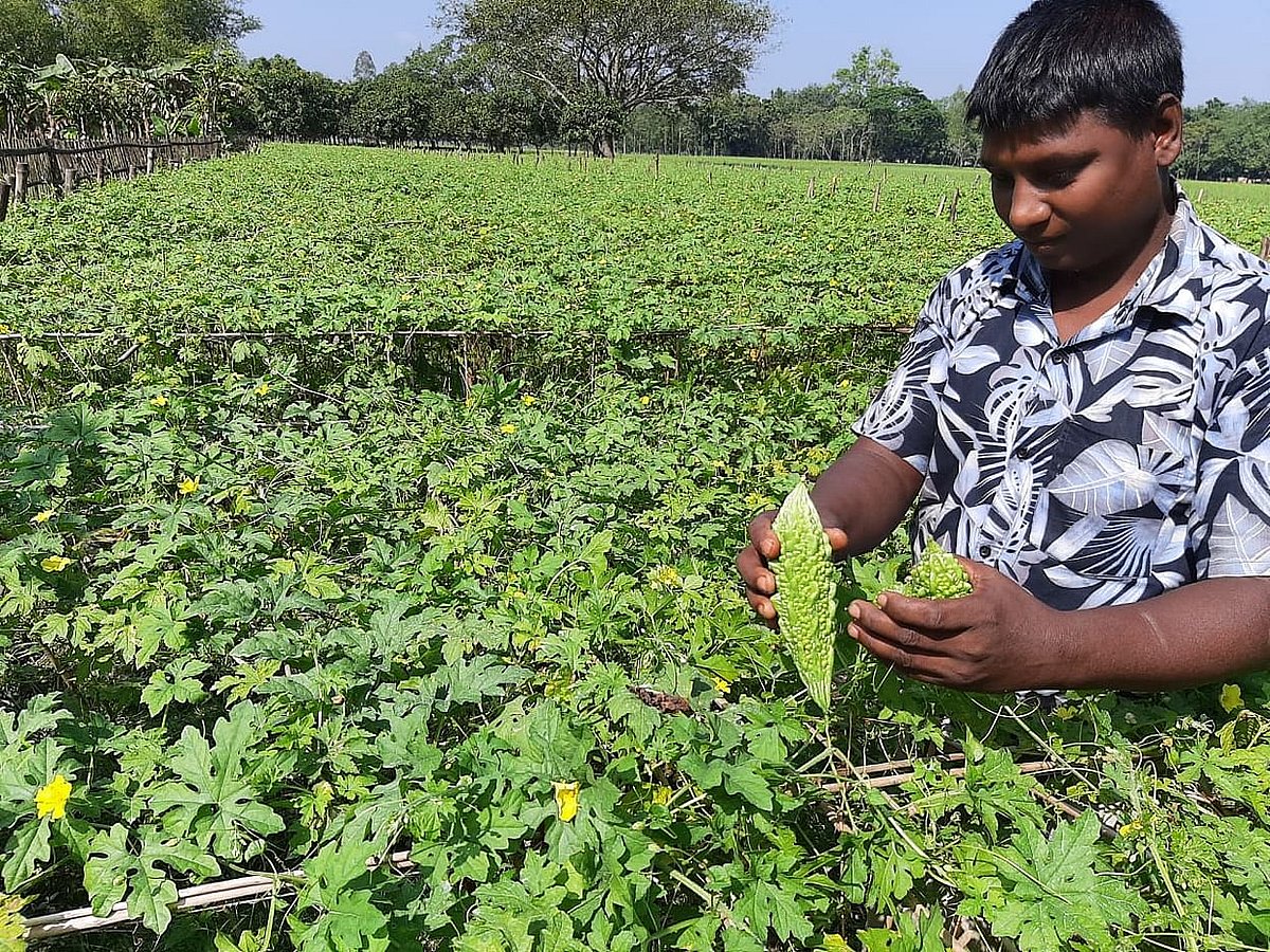 বাম্পার ফলন হলেই দাম পড়ে যায়, ক্ষতিগ্রস্ত হন কৃষক