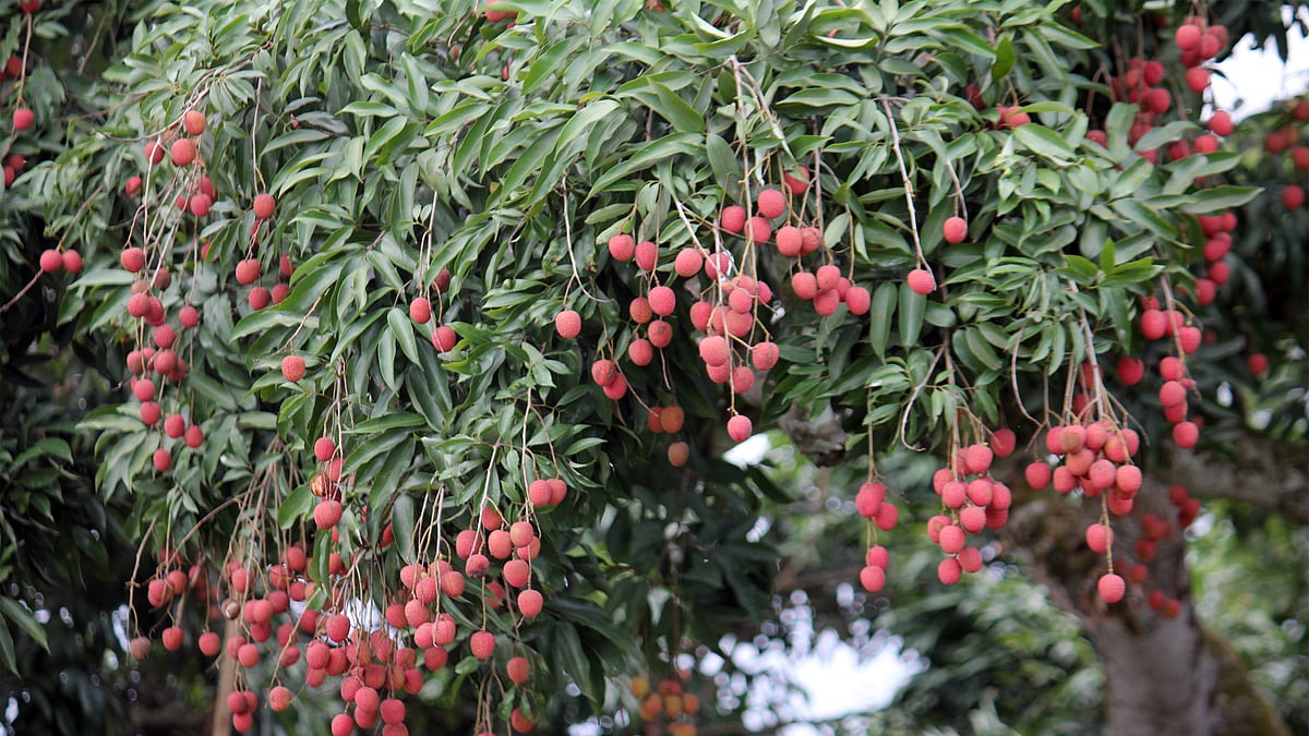 প্রতীকী ছবি