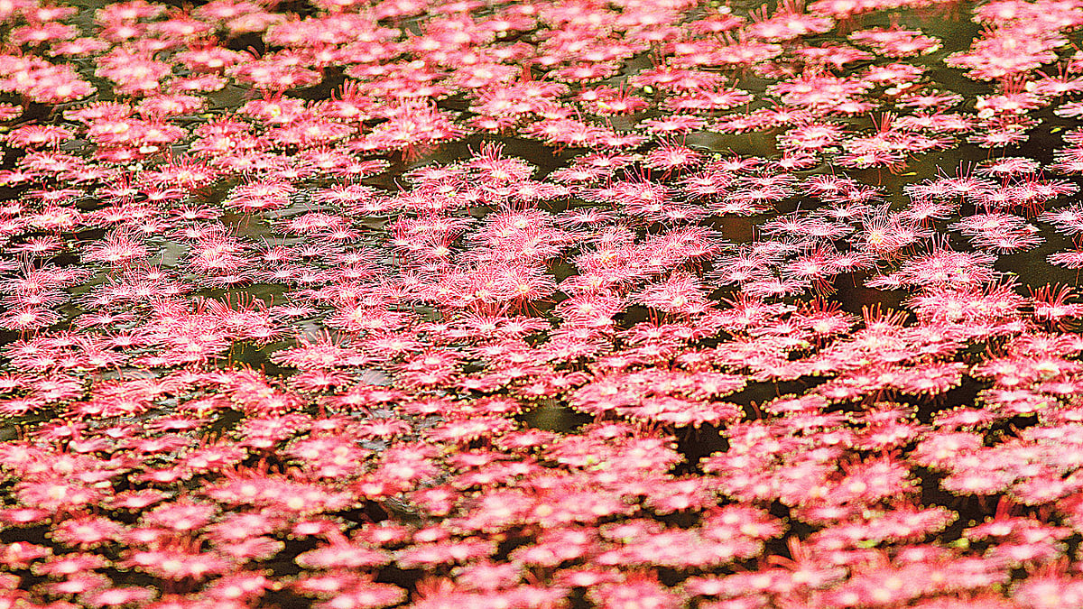 ছবি: লেখক