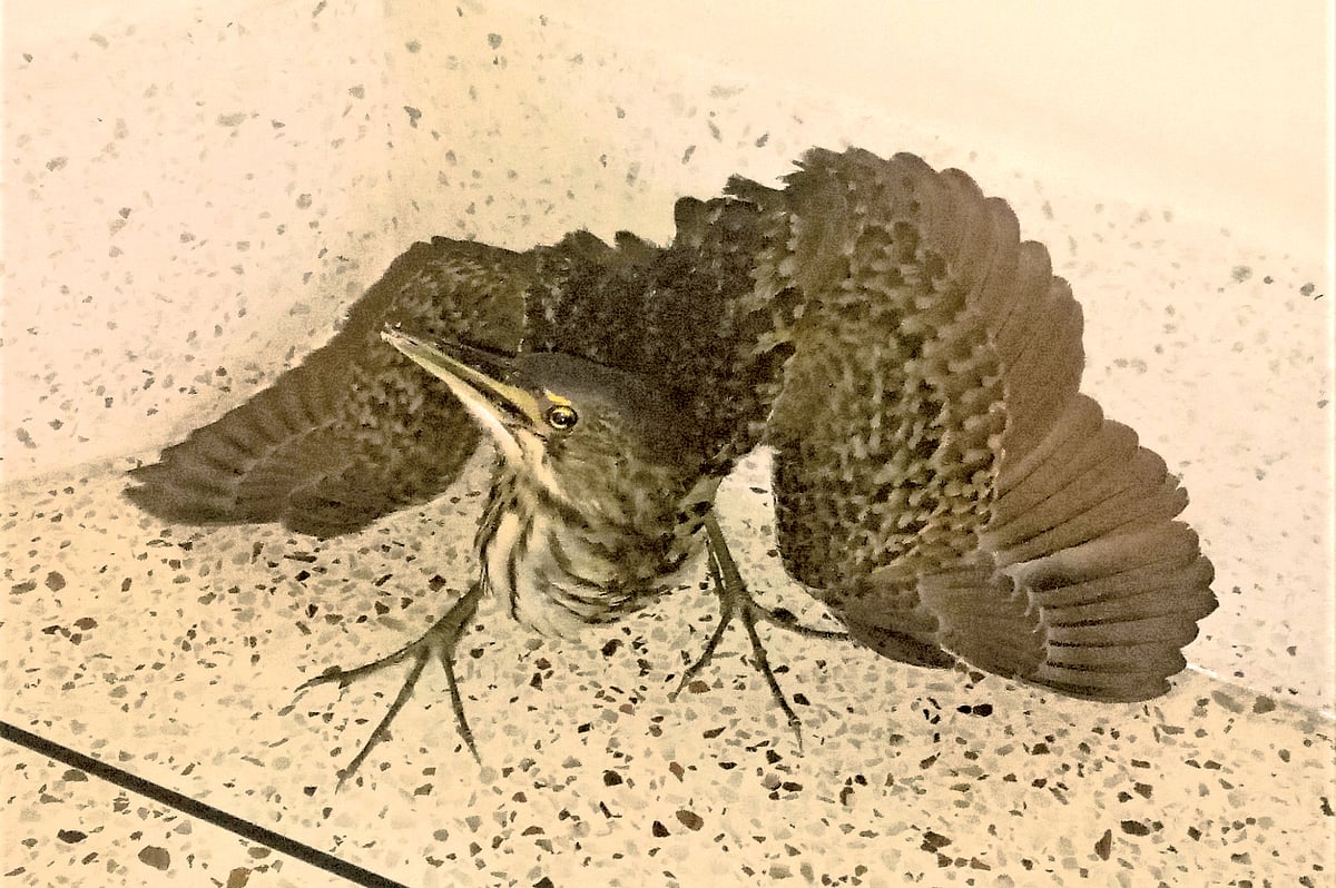  ছবি: লেখক