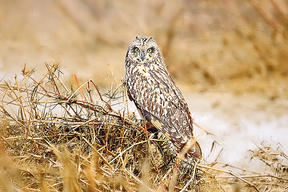 ছবি: মো. ইমরুল কায়েস