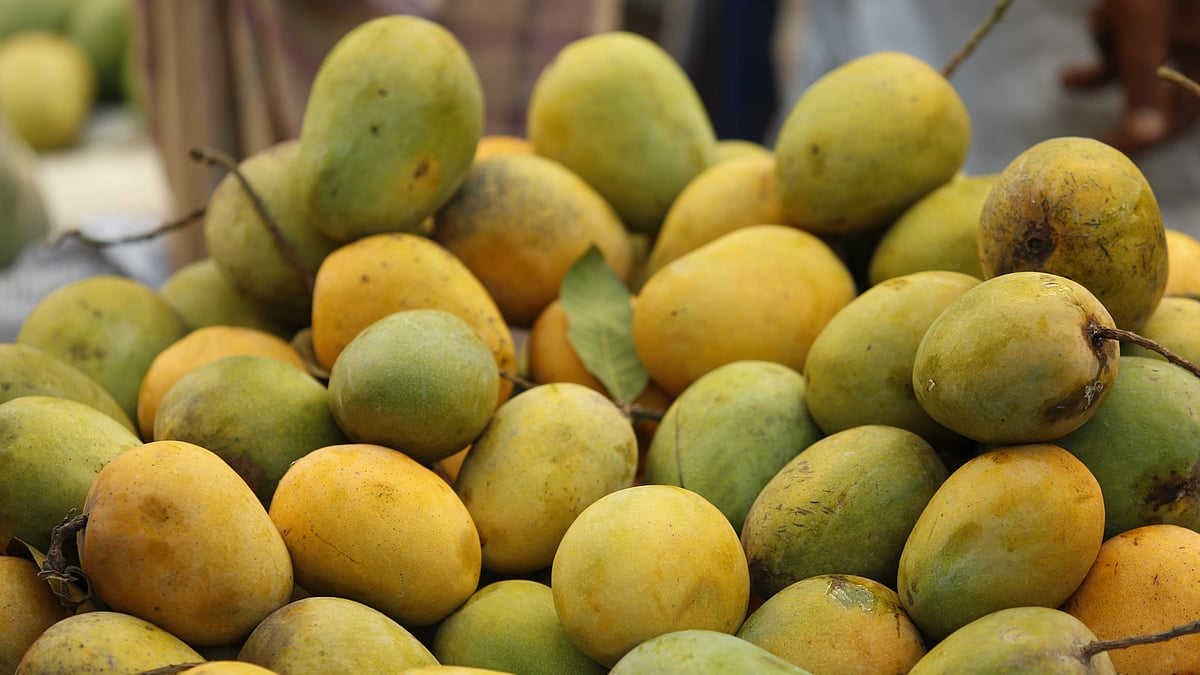 ফাইল ছবি