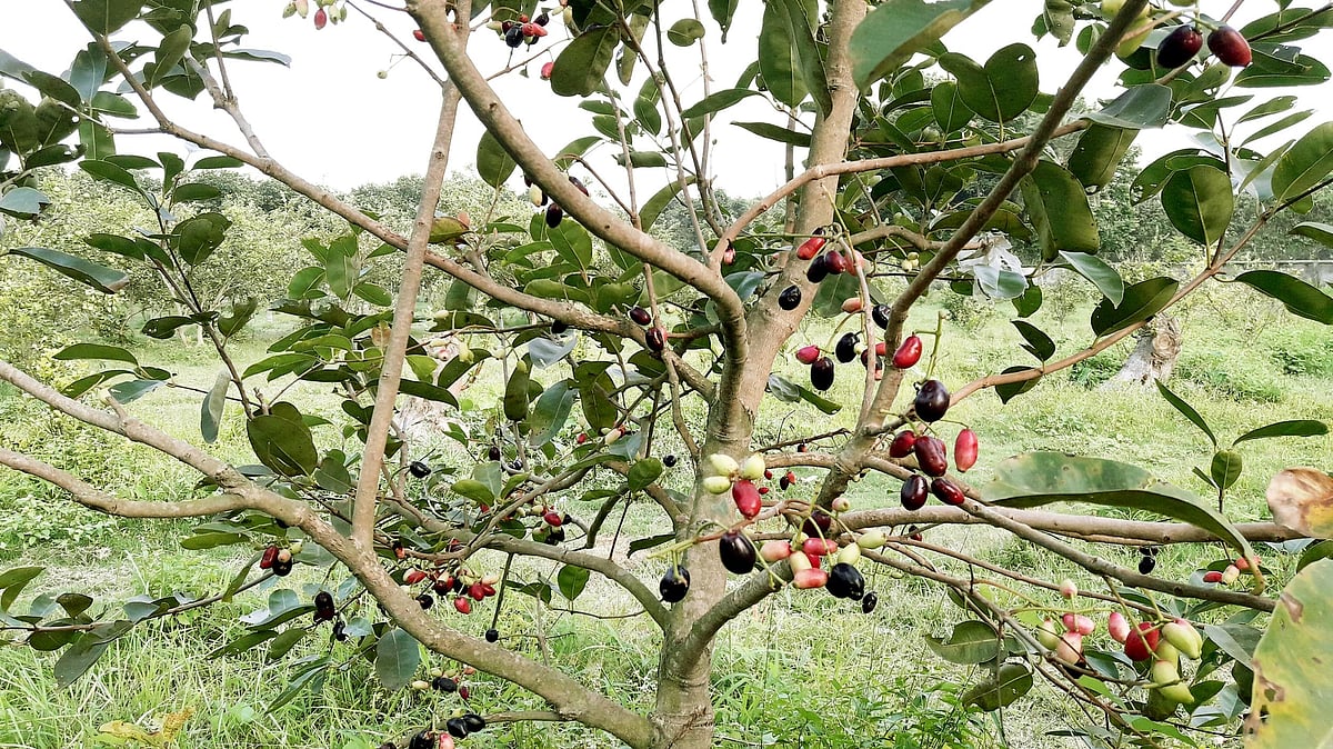 ছবি: প্রথম আলো