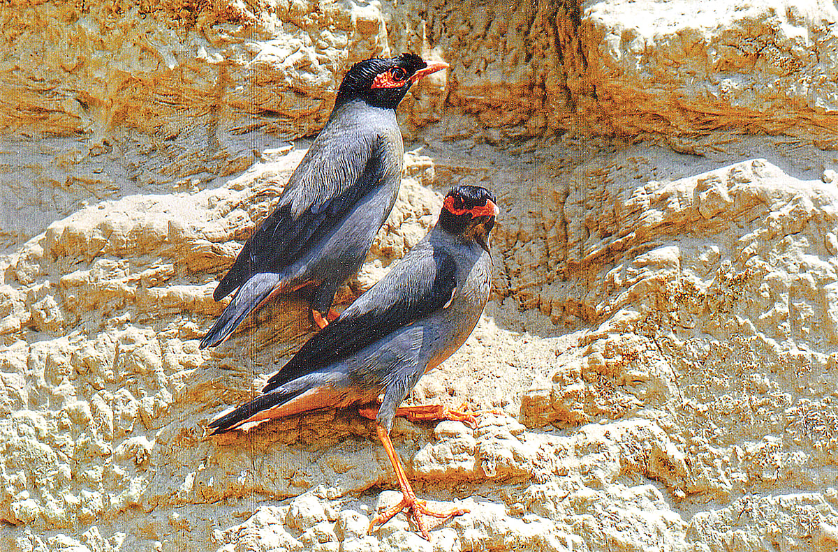 ছবি: আদনান আজাদ 