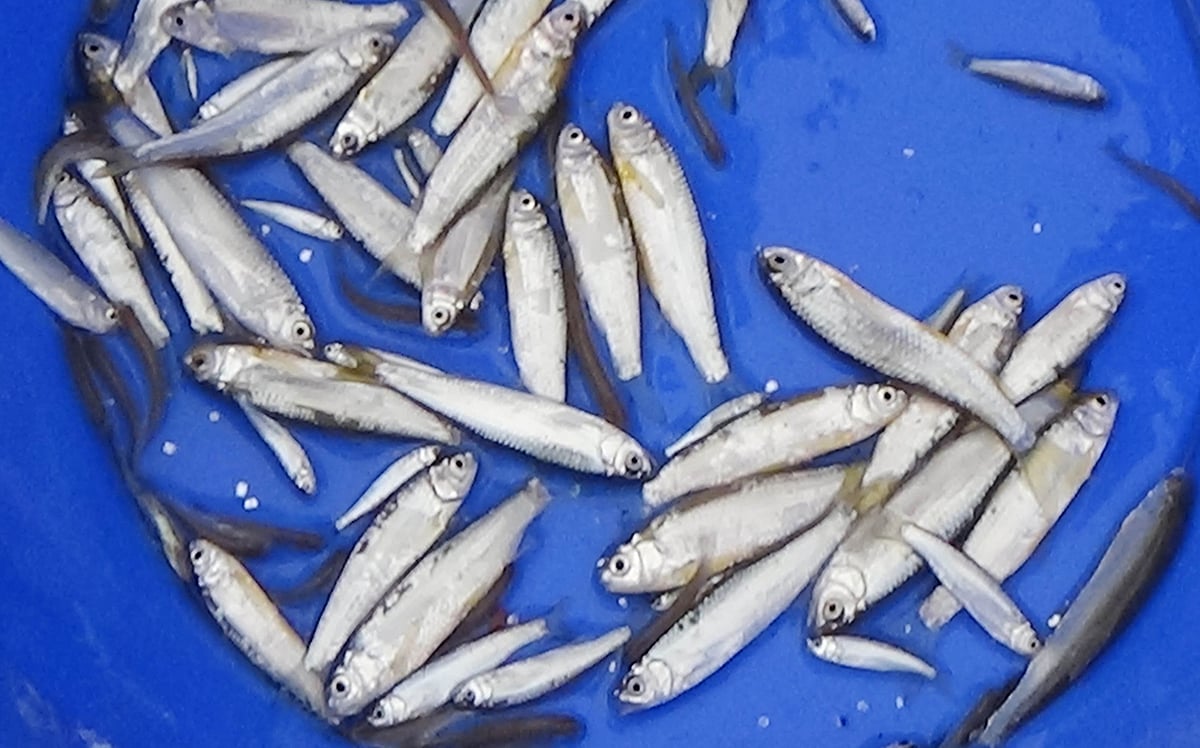 ছবি: বিএফআরআই 