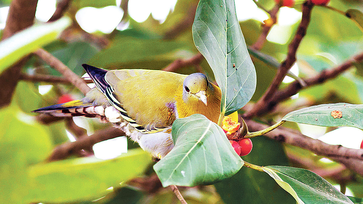  ছবি: সায়েম ইউ চৌধুরী