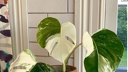 ছবি: ট্রেড মির সৌজন্যে