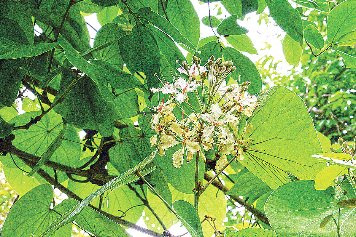 ছবি: লেখক