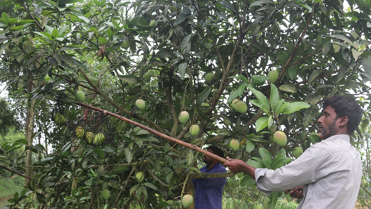 ছবি: মঈনুল ইসলাম