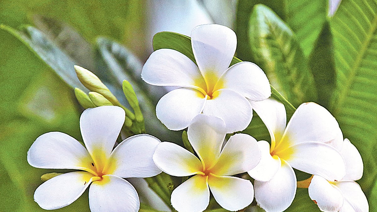 রাজশাহী নগরের গ্রেটার রোডে কাঠগোলাপের হাসি।  ছবি: শহীদুল ইসলাম