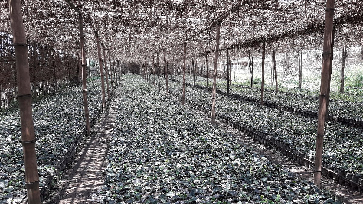 ছবি: প্রথম আলো