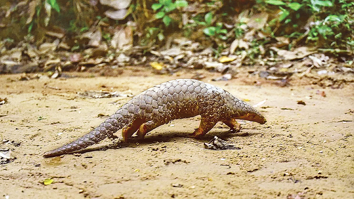   ছবি: খুকন থৌনাউজাম