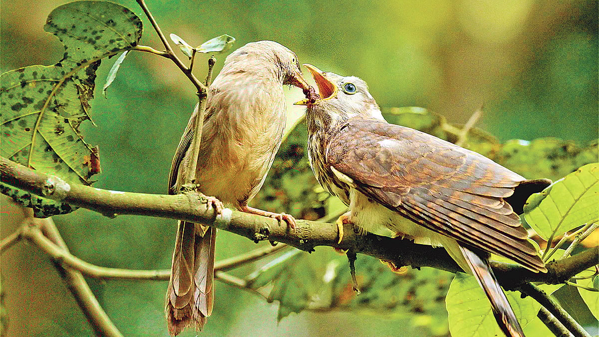 ছবি: লেখক